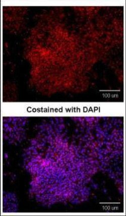 Invitrogen OCT4 Polyclonal Antibody 100 &mu;L; Unconjugated:Antibodies,