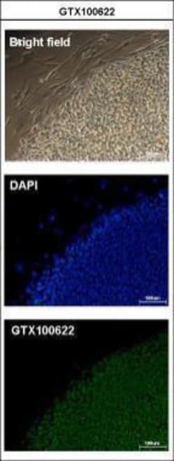 Invitrogen OCT4 Polyclonal Antibody 100 &mu;L; Unconjugated:Antibodies,