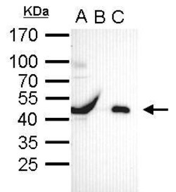 Invitrogen OCT4 Polyclonal Antibody 100 &mu;L; Unconjugated:Antibodies,