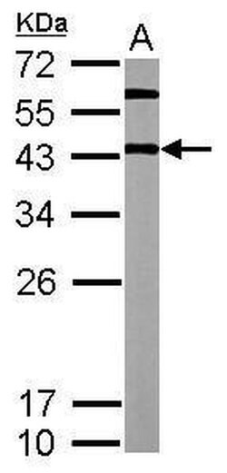Invitrogen OCT4 Polyclonal Antibody 100 &mu;L; Unconjugated:Antibodies,