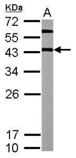Invitrogen OCT4 Polyclonal Antibody 100 &mu;L; Unconjugated:Antibodies,