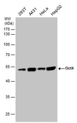 Invitrogen OCT4 Polyclonal Antibody 100 &mu;L; Unconjugated:Antibodies,