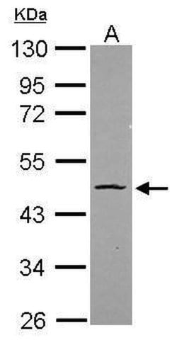 Invitrogen OCT4 Polyclonal Antibody 100 &mu;L; Unconjugated:Antibodies,