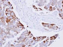 Invitrogen Phospho-RAC1/CDC42 (Ser71) Polyclonal Antibody 100 &mu;L; Unconjugated:Antibodies,