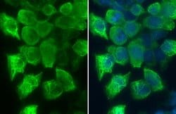 Invitrogen Phospho-RAC1/CDC42 (Ser71) Polyclonal Antibody 100 &mu;L; Unconjugated:Antibodies,