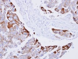 Invitrogen Phospho-RAC1/CDC42 (Ser71) Polyclonal Antibody 100 &mu;L; Unconjugated:Antibodies,