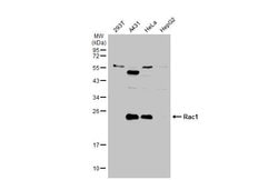 Invitrogen Phospho-RAC1/CDC42 (Ser71) Polyclonal Antibody 100 &mu;L; Unconjugated:Antibodies,