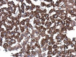 Invitrogen Epo Polyclonal Antibody 100 &mu;L; Unconjugated:Antibodies