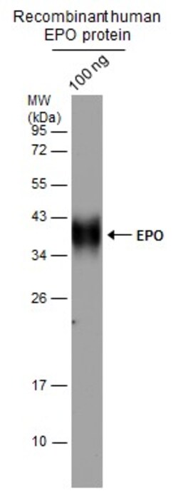 Invitrogen Epo Polyclonal Antibody 100 &mu;L; Unconjugated:Antibodies