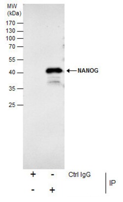 Invitrogen Nanog Polyclonal Antibody 100 &mu;L | Buy Online | Invitrogen&trade; | Fisher Scientific