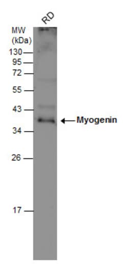 Invitrogen Myogenin Polyclonal Antibody 100 &mu;L | Buy Online | Invitrogen&trade; | Fisher Scientific