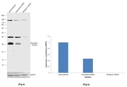 Invitrogen Myogenin Polyclonal Antibody 100 &mu;L | Buy Online | Invitrogen&trade; | Fisher Scientific