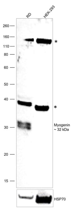 Invitrogen Myogenin Polyclonal Antibody 100 &mu;L | Buy Online | Invitrogen&trade; | Fisher Scientific