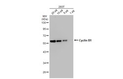 Invitrogen Cyclin B1 Polyclonal Antibody 100 &mu;L | Buy Online | Invitrogen&trade; | Fisher Scientific