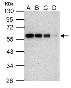 Invitrogen Cyclin B1 Polyclonal Antibody 100 &mu;L | Buy Online | Invitrogen&trade; | Fisher Scientific