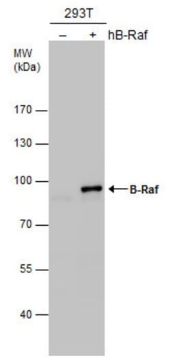 Invitrogen B-Raf Polyclonal Antibody 100 &mu;L; Unconjugated:Antibodies,