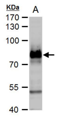 Invitrogen B-Raf Polyclonal Antibody 100 &mu;L; Unconjugated:Antibodies,