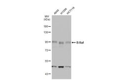 Invitrogen B-Raf Polyclonal Antibody 100 &mu;L; Unconjugated:Antibodies,