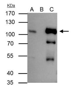 Invitrogen B-Raf Polyclonal Antibody 100 &mu;L; Unconjugated:Antibodies,