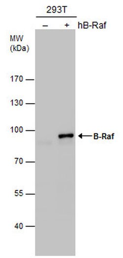 Invitrogen B-Raf Polyclonal Antibody 100 &mu;L; Unconjugated:Antibodies,