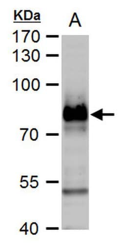 Invitrogen B-Raf Polyclonal Antibody 100 &mu;L; Unconjugated:Antibodies,