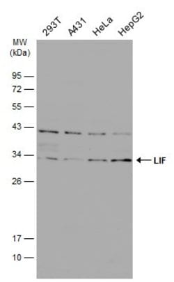 Invitrogen LIF Polyclonal Antibody 100 &mu;L | Buy Online | Invitrogen&trade; | Fisher Scientific