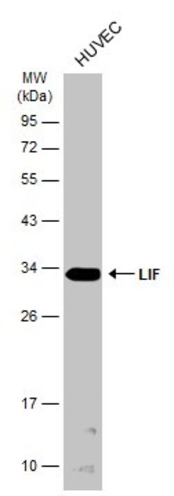 Invitrogen LIF Polyclonal Antibody 100 &mu;L | Buy Online | Invitrogen&trade; | Fisher Scientific