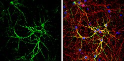 Invitrogen E6AP Polyclonal Antibody 100 &mu;L; Unconjugated:Antibodies,