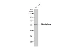 Invitrogen PPAR alpha Polyclonal Antibody 100 &mu;L; Unconjugated:Antibodies,