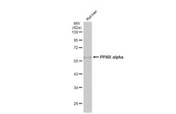Invitrogen PPAR alpha Polyclonal Antibody 100 &mu;L; Unconjugated:Antibodies,
