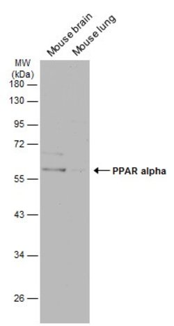 Invitrogen PPAR alpha Polyclonal Antibody 100 &mu;L; Unconjugated:Antibodies,