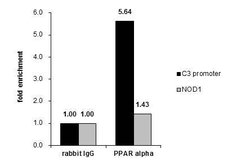 Invitrogen PPAR alpha Polyclonal Antibody 100 &mu;L; Unconjugated:Antibodies,