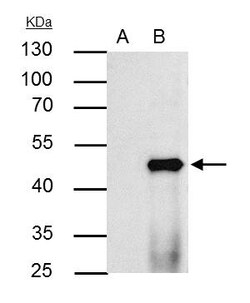 Invitrogen PPAR alpha Polyclonal Antibody 100 &mu;L | Buy Online | Invitrogen&trade; | Fisher Scientific