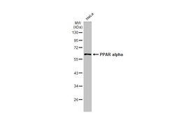 Invitrogen PPAR alpha Polyclonal Antibody 100 &mu;L; Unconjugated:Antibodies,
