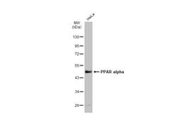 Invitrogen PPAR alpha Polyclonal Antibody 100 &mu;L | Buy Online | Invitrogen&trade; | Fisher Scientific