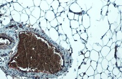 Invitrogen LPL Polyclonal Antibody 100 &mu;L; Unconjugated:Antibodies,