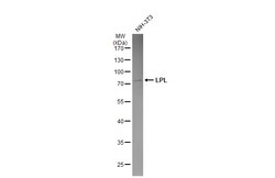 Invitrogen LPL Polyclonal Antibody 100 &mu;L; Unconjugated:Antibodies,