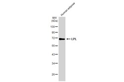 Invitrogen LPL Polyclonal Antibody 100 &mu;L; Unconjugated:Antibodies,