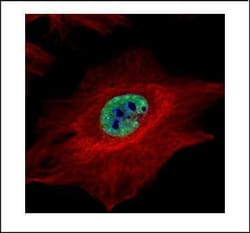Invitrogen MLH1 Polyclonal Antibody 100 &mu;L; Unconjugated:Antibodies,