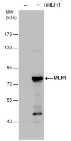 Invitrogen MLH1 Polyclonal Antibody 100 &mu;L; Unconjugated:Antibodies,