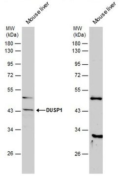 Invitrogen MKP-1 Polyclonal Antibody 100 &mu;L; Unconjugated:Antibodies,