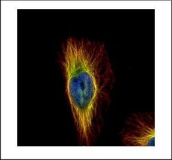 Invitrogen beta Tubulin Polyclonal Antibody 100 &mu;L | Buy Online | Invitrogen&trade; | Fisher Scientific