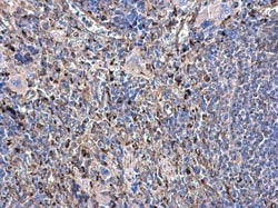 Invitrogen beta Tubulin Polyclonal Antibody 100 &mu;L | Buy Online | Invitrogen&trade; | Fisher Scientific