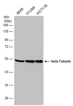 Invitrogen beta Tubulin Polyclonal Antibody 100 &mu;L | Buy Online | Invitrogen&trade; | Fisher Scientific