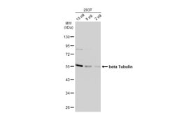 Invitrogen beta Tubulin Polyclonal Antibody 100 &mu;L | Buy Online | Invitrogen&trade; | Fisher Scientific