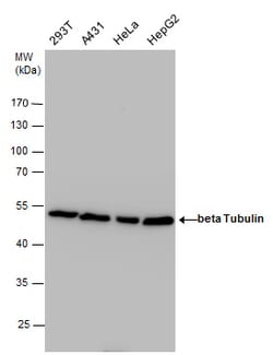 Invitrogen beta Tubulin Polyclonal Antibody 100 &mu;L | Buy Online | Invitrogen&trade; | Fisher Scientific