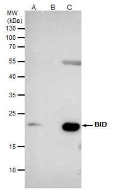 Invitrogen BID Polyclonal Antibody 100 &mu;L; Unconjugated:Antibodies,