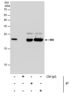 Invitrogen BID Polyclonal Antibody 100 &mu;L; Unconjugated:Antibodies,