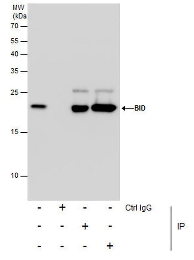 BID Rabbit anti-Human, Polyclonal, Invitrogen 100 μL; Unconjugated ...