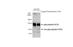 ACE2 Polyclonal Antibody, Invitrogen&trade;